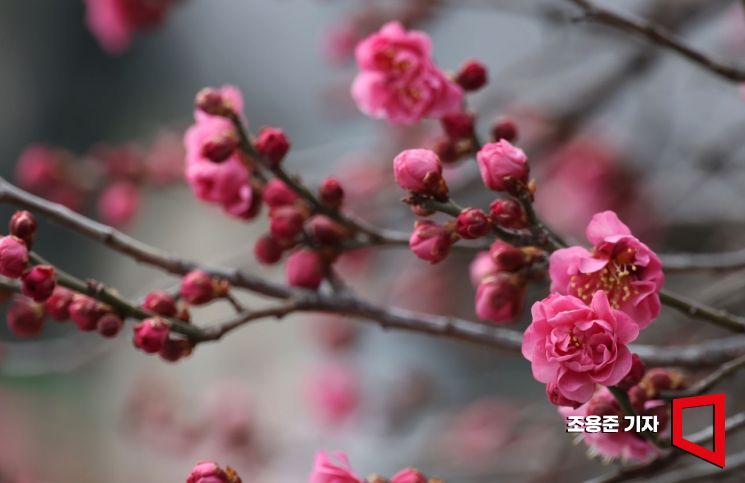 7일 서울 강남구 봉은사 경내에 홍매화가 꽃망울을 터뜨리며 활짝 피어나 봄이 성큼 다가왔음을 실감나게 한다. 기상청은 이번 주말 반짝 꽃샘추위가 지나면 봄날씨가 이어질것으로 예보했다. 사진=조용준 기자 jun21@