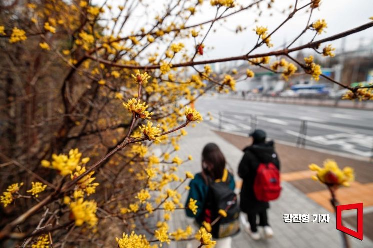한 낮 기온이 10도를 웃돌며 포근한 날씨가 이어지고 있는 7일 서울 서대문구 연세대학교 인근에 산수유가 피어 있다. 사진=강진형 기자aymsdream@
