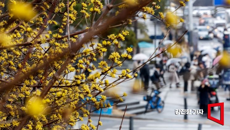 서울 서대문구 연세대학교 인근에 산수유꽃이 피어 있다. 사진=강진형 기자aymsdream@
