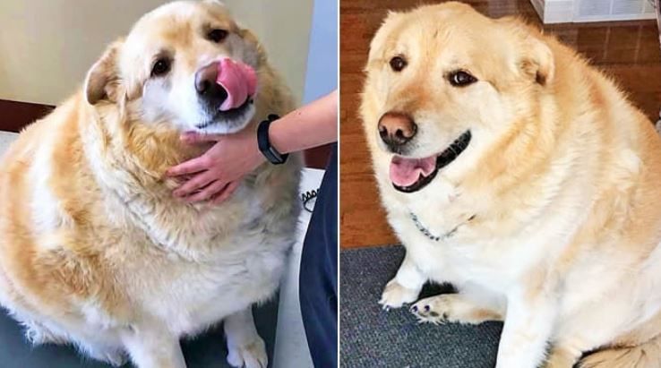 如今犬类饲料充足，拉布拉多寻回犬天生易肥的体质几乎成了一种诅咒，有的甚至因重度肥胖而被实施安乐死。图为过去在澳大利亚险些被安乐死的肥胖犬“凯”。 图片来源 Facebook 截图