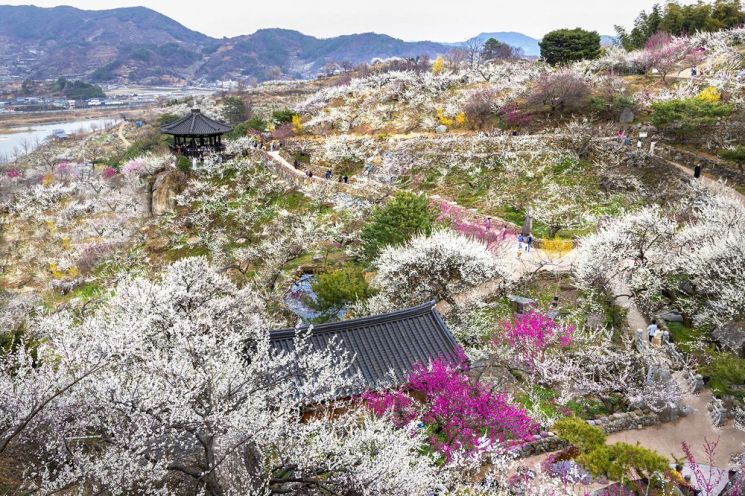 봄맞이 꽃구경 명소인 광양 매화마을