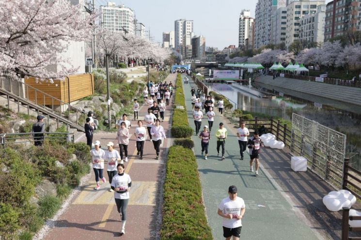 벚꽃과 함께 달려봄…은평구, 2024 불광천 벚꽃 마라톤대회 개최