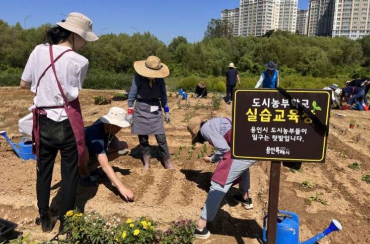 용인시가 지난해 실시한 도시농부학교에서 시민들이 작물 재배 실습을 하고 있다. [사진제공=용인시]