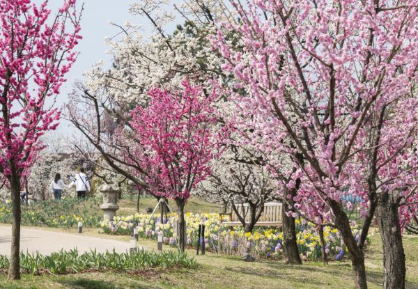 "일주일새 6000명 몰렸다"…에버랜드 매화 테마정원 사전예약 인기