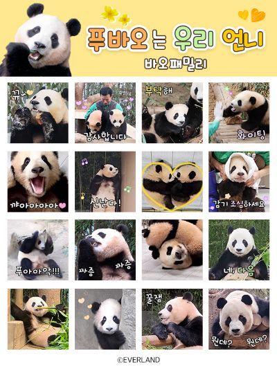 에버랜드 판다가족 이모티콘 공개 하루 만에 1위