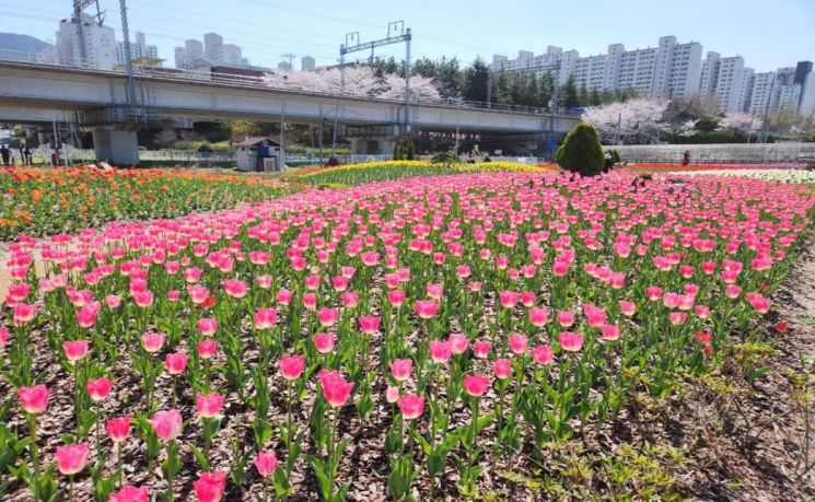 ‘튤립 군단’ 보러 오세요! … 부산시 낙동강 화명생태공원
