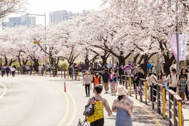 지난해 열린 여의도 봄꽃축제