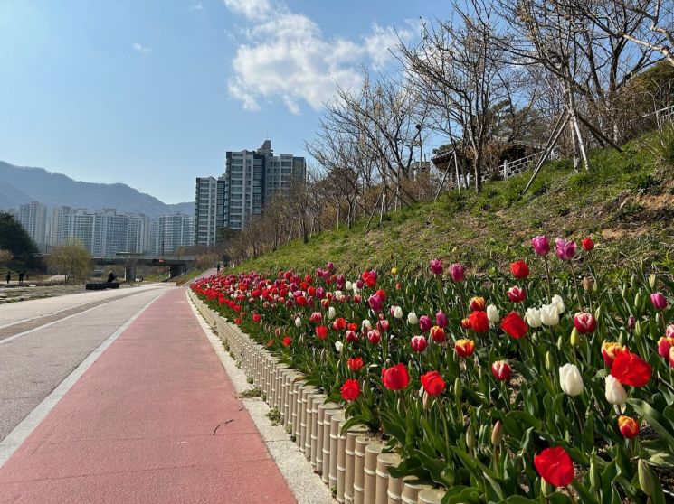 좌광천 일원에 새봄맞이 튤립 꽃길을 조성한 기장군.