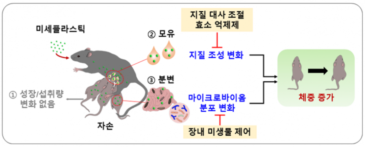 모체가 섭취한 초미세플라스틱이 자손의 체중 증가를 유도하는 과정.