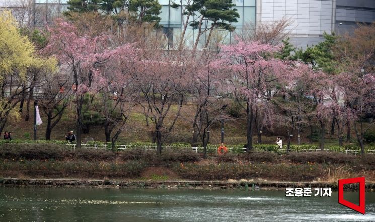 [포토] 이제 피기 시작한 석촌호수 벚꽃