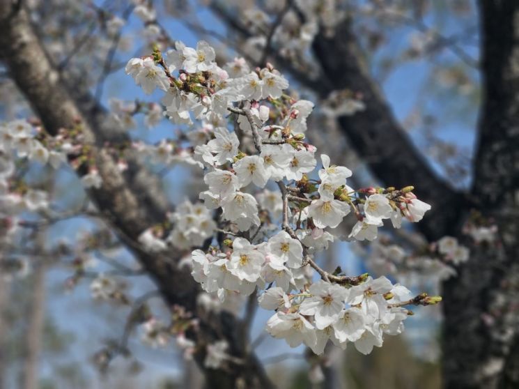 [포토] 봄의 기운 … 활짝 핀 벚꽃
