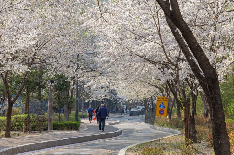 방화근린공원 벚꽃터널