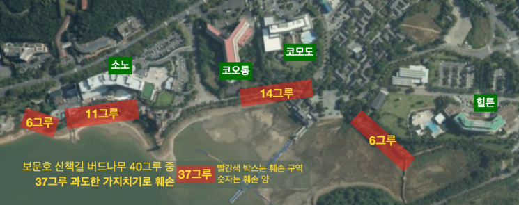 경주 보문호 주변에서 줄기가 잘려 나가고 가지만 남은 버드나무 37그루 현황.