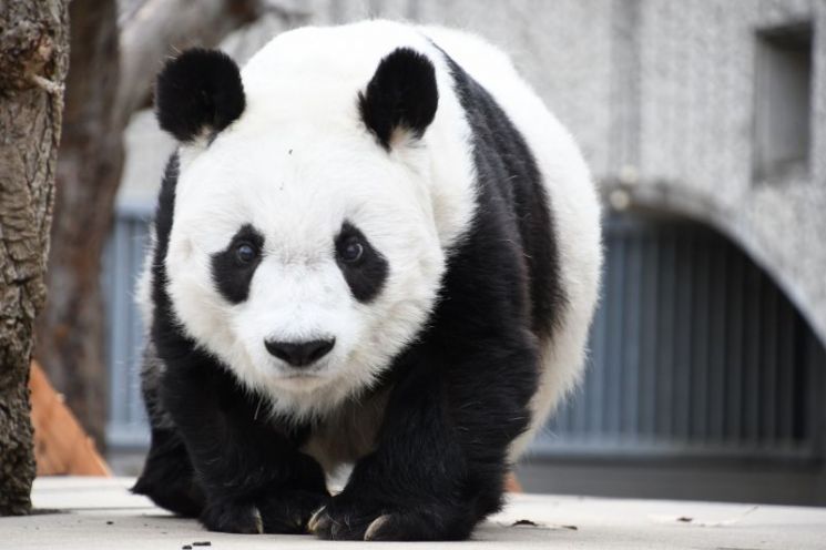 생전 탄탄의 모습 [사진제공=고베오지동물원]