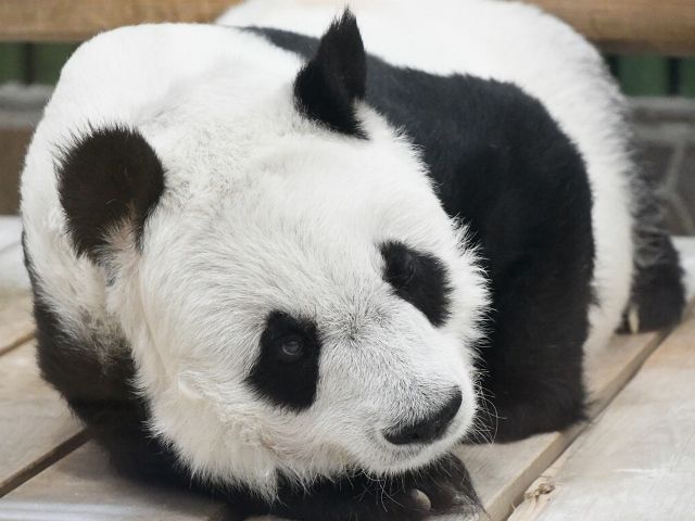 생전 탄탄의 모습 [사진제공=고베오지동물원]