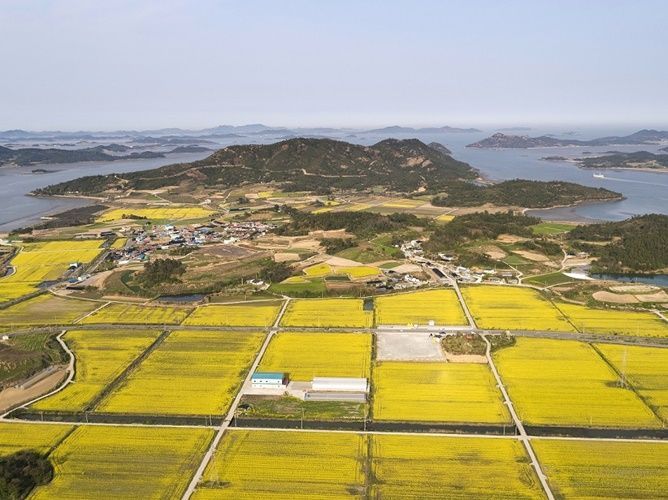 팔금면 원산리 장목 주차장 인근 유채단지 전경 [사진제공=신안군]