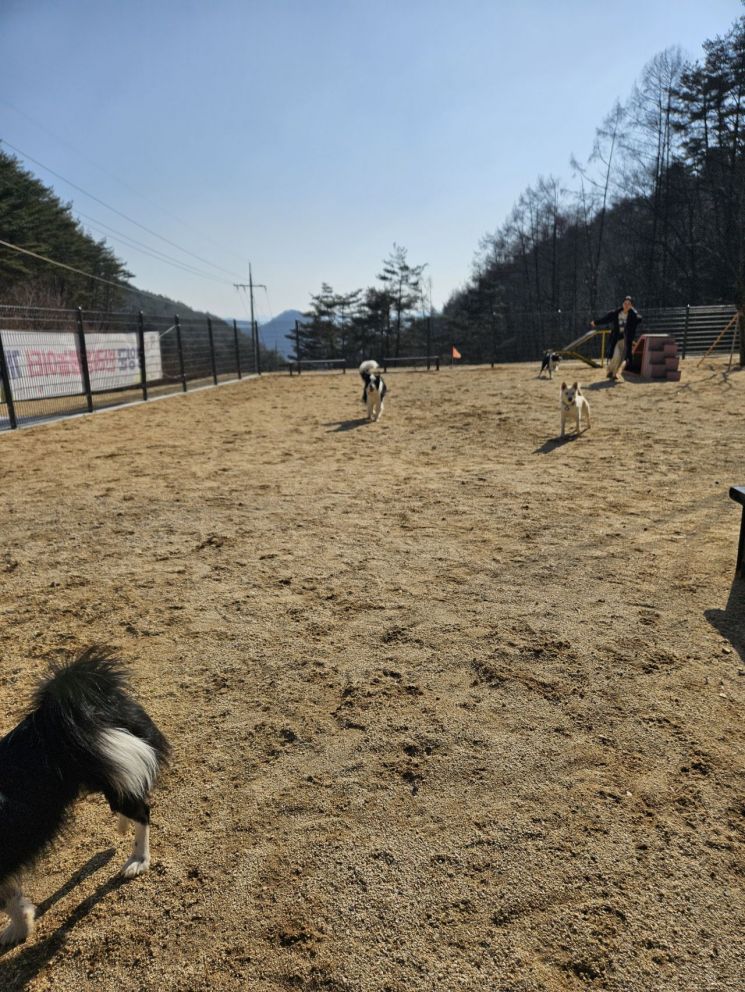 반려동물 친화 도시 영양군.