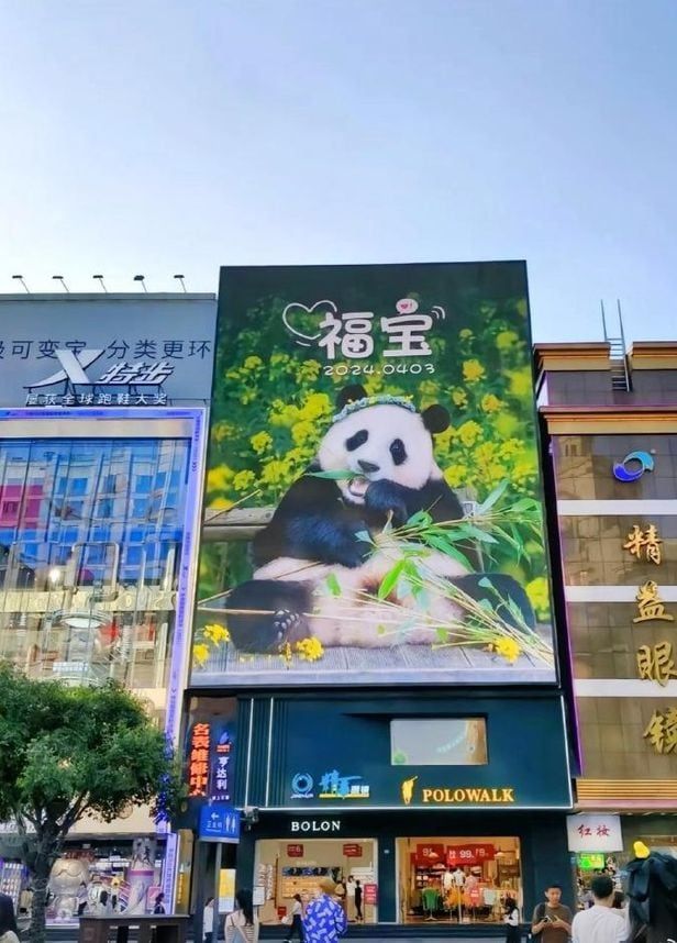 중국 쓰촨성 청두시에 설치된 푸바오 환영 포스터. [이미지출처=웨이보 캡처]