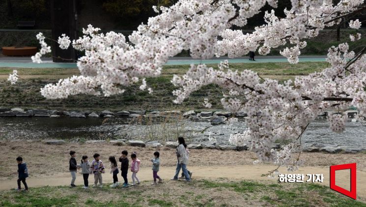 서울 양재천에 벚꽃이 활짝 핀 가운데 4일 야외 수업을 나온 근처 어린이집 원생들이 햇빛을 받으며 야외수업을 하고 있다.  [사진=허영한 기자 younghan@]