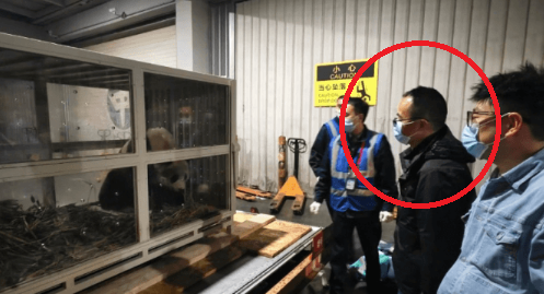 중국에 도착한 푸바오를 바라보고 있는 푸바오의 새로운 사육사(검정 옷). [사진=중국판다보호연구센터 제공]