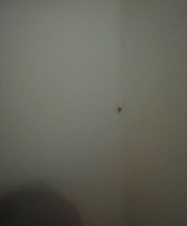 B씨가 박스 안에서 나왔다고 주장하는 벌레 사진. [사진=온라인 커뮤니티 갈무리]