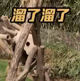 중국 쓰촨성 워룽 선수핑 기지로 간 푸바오. 중국 관영 신화통신은 "푸바오가 새로운 생활에 천천히 적응하고 있다"고 밝혔다.[사진출처=연합뉴스]