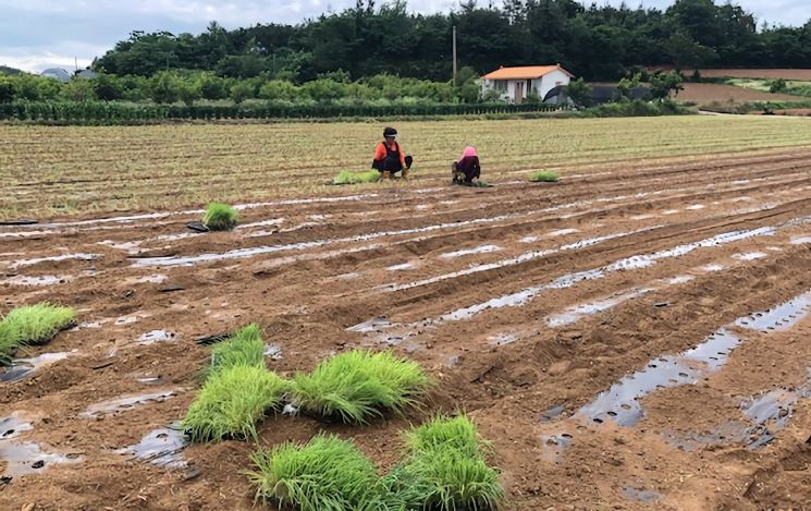 전남도, 올해 농업정책보험료 1946억원 지원…역대 최다