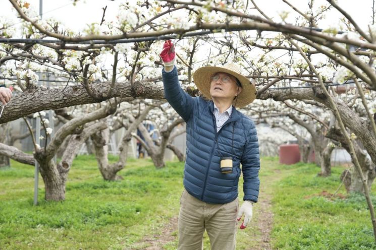 천안시, 꿀벌 사라진 배 농장에 ‘인공수분’ 인력 지원