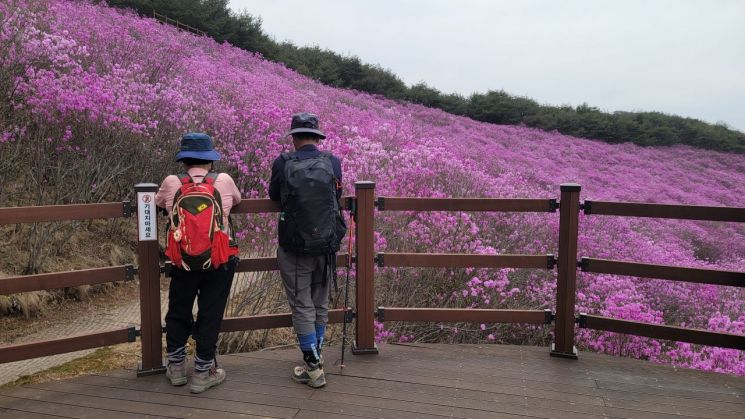 화왕산진달래(허준세트장앞 전망대).[이미지제공=창녕군]