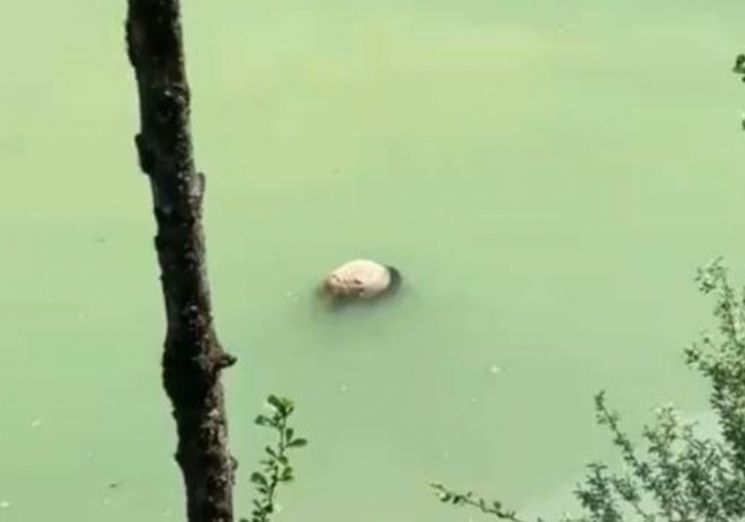 중국 쓰촨성 바오싱현 강가에서 발견된 야생 자이언트 판다 추정 사체[이미지출처=사회관계망서비스(SNS) 캡처]