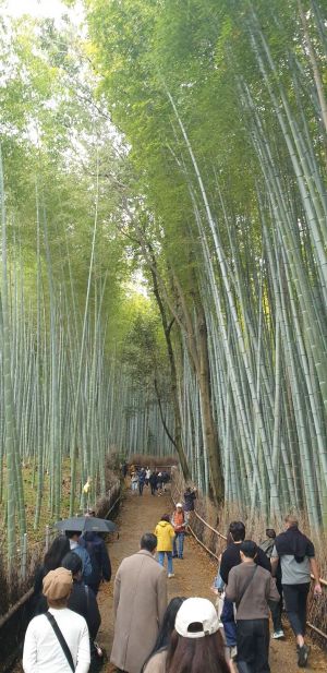 노랑풍선 꿈 만들기 프로젝트 참가자들이 일본 교토 아라시야마를 찾아 대나무숲이 울창한 치쿠린을 걷고 있다.