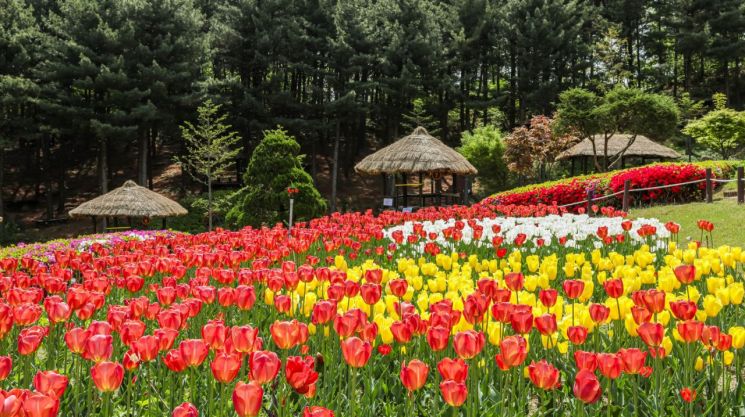 오는 27~28일 축제를 앞두고 봄꽃으로 단장한 용인 농촌테마파크. [사진제공=용인시]