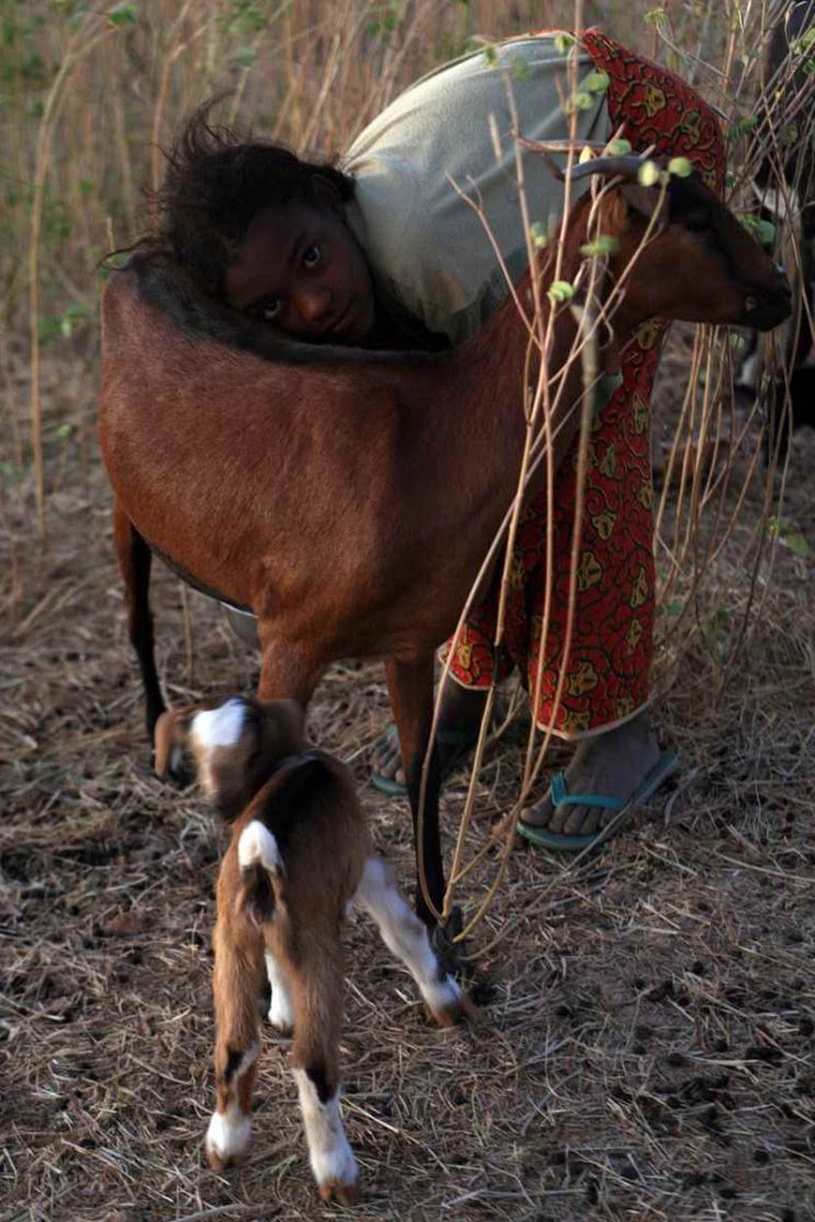 투아레그족 마을 소녀가 아침 일찍 염소 젖을 짜고 있다. ⓒ허영한