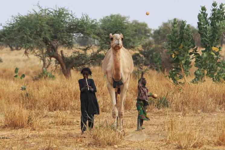낙타 풀 먹이러 나갔던 아이들이 해질 무렵 낙타를 데리고 집으로 가고 있다. ⓒ허영한