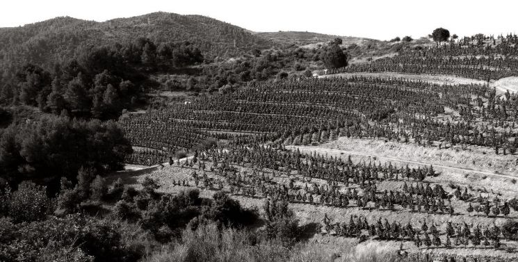 스페인 카탈루냐 프리오랏에 위치한 알바로 팔라시오스의 '레르미타' 포도밭 전경.