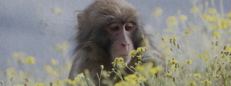 아와지시마 몽키센터 홈페이지에 소개된 꽃을 바라보는 원숭이.(사진출처=아와지시마 몽키센터)