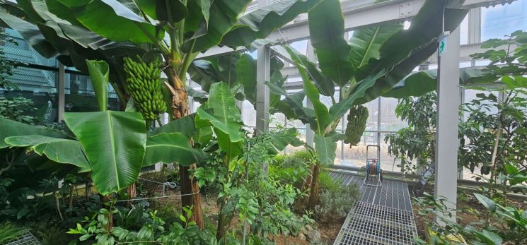 서울에서도 바나나 열려요!...관악구 강감찬도시농업센터 바나나 수확 풍년 