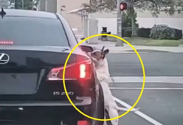 미국의 한 도로에서 반려견을 버린 주인이 차량을 몰고 떠나버리는 모습이 촬영됐다. 버려진 개는 떠나는 주인의 차를 필사적으로 쫓아갔다. [사진출처=X(옛 트위터)]