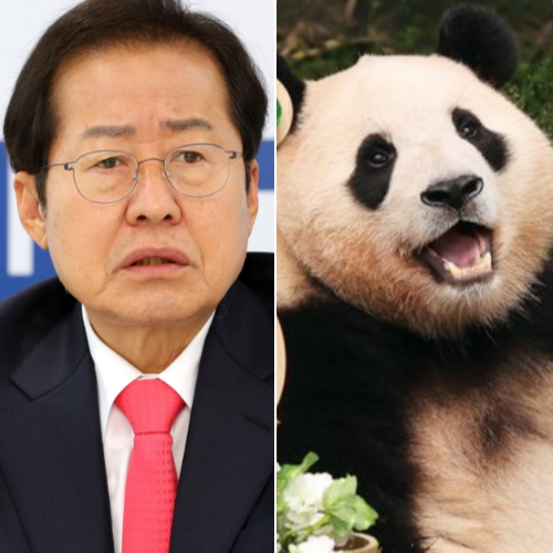 푸바오 있는 청두 방문 홍준표 "판다 팔자가 사람보다 낫다"