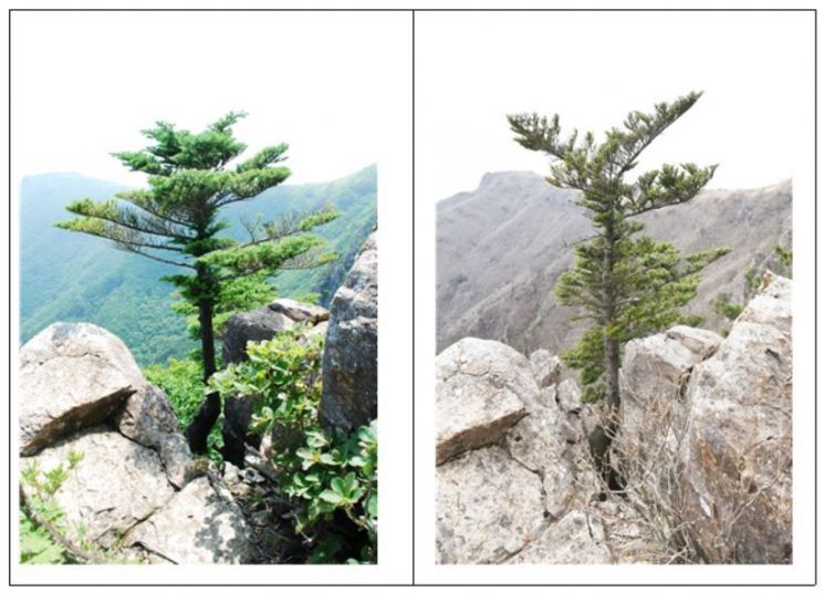 2014년 6월(왼쪽)과 2024년 4월(오른쪽)의 구상나무 성숙목 비교 사진. 이 나무는 10년 사이 흉고직경(14.0㎝)은 변화가 없었지만, 수관 넓이는 15.9㎡에서 9.1㎡로 감소한 것으로 확인된다. 변화의 원인으로는 기후변화 등에 따른 스트레스가 꼽힌다. 국립수목원 제공