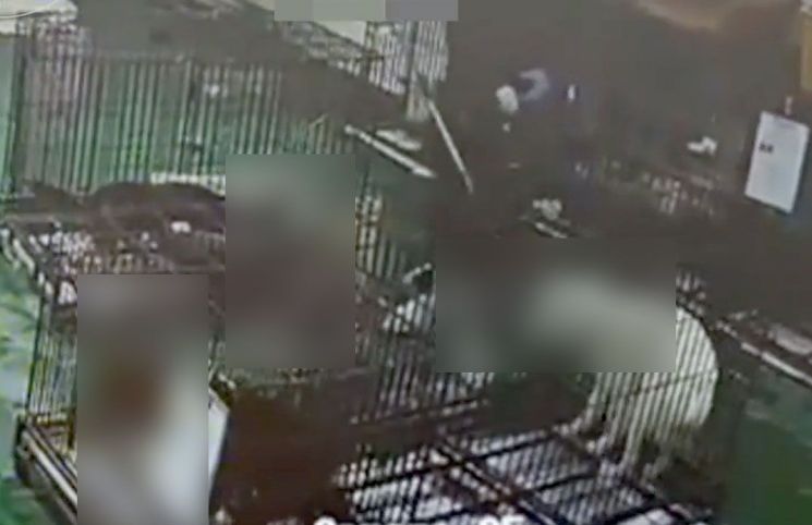 '마취 없이, 다른 개 앞에서'…동물보호센터 불법 안락사 의혹