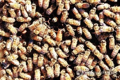 꿀벌들. [사진=연합뉴스]