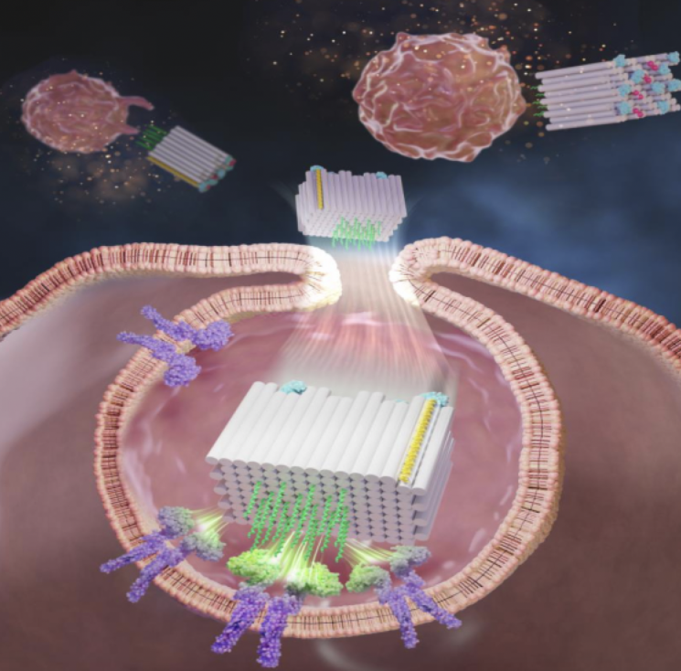 DNA 오리가미 기반의 백신 작용 원리를 보여주는 그림. 3차원 사각 블록 구조체(흰색 구조물)의 한쪽 면에는 CpG 면역증강제(녹색 리본)가 일정한 간격으로 유도되었고, 다른 쪽 면에는 항원(하늘색)이 도입되어 암 백신으로 개발됐다. 암 백신의 표면에 일정한 간격으로 유도된 CpG 분자들은 항원제시세포(Antigen-presenting cell)와 효과적으로 결합하여 뛰어난 암 백신 효능을 나타낸다. 그림=KIST