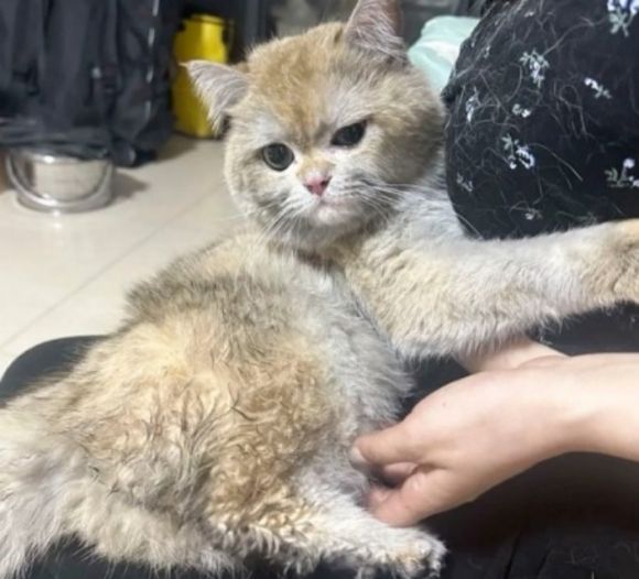"수천만원 피해입혔지만 너무 귀여워"…중국서 인기폭발 '불 낸 고양이'