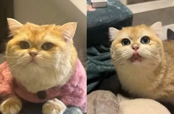 [이미지출처=웨이보]