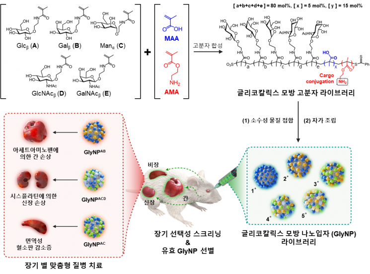 KAIST, 장기로 직접 약물 전달·치료 ‘나노 의약’ 개발