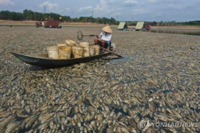 베트남의 한 저수지에서는 물이 줄어들어 물고기 수십만 마리가 폐사했다 [이미지출처=연합뉴스]