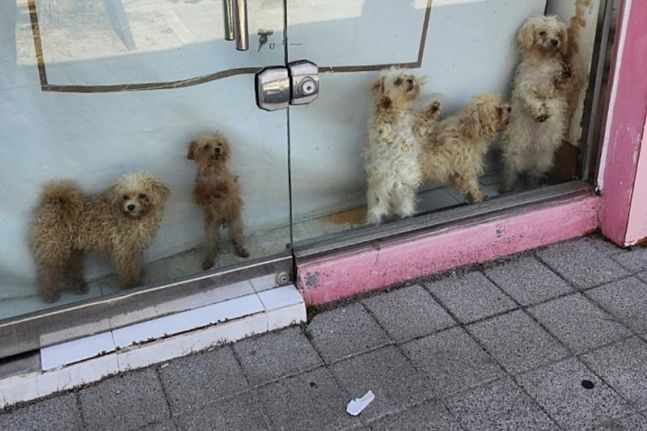 털이 지저분한 상태인 반려동물 분양업소의 강아지들. [이미지출처=온라인 커뮤니티]