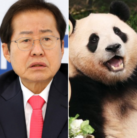푸바오에 집착말라던 홍준표 "대구에 판다 들여오겠다"
