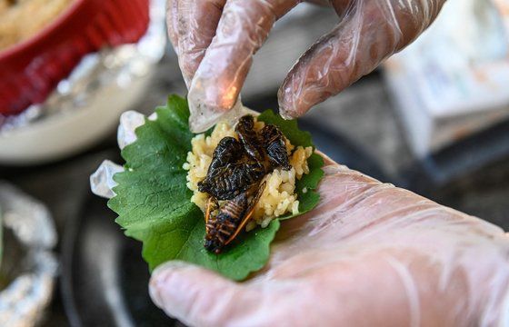 미국 워싱턴의 한 레스토랑에서 튀긴 매미를 넣은 롤 요리를 선보이고 있다. [사진출처=AFP연합뉴스]